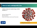 Module 1 3 - How to read a phylogenetic tree