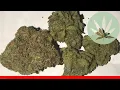 Candyland - All About This Strain