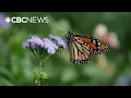 These frisky endangered monarchs are booming amid a wet hot prairie summer
