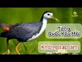 Download Lagu Tiếng Quốc Kêu Mồi Chuẩn Nhất 2025 - Chim cuốc mồi Không Tạp Âm