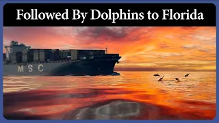 Followed by Dolphins On the Way To Florida – Ep. 333 – Acorn to Arabella: Journey of a Wooden Boat