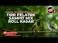 Download Lagu 🔴 Live Masteran Prenjak Tir Panjang Isian Pelatuk Sampit vs Cucak Cungkok Super Gacor Roll Speed MP3