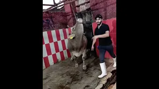 ذبح عجل ضخم جدا على الواقف 