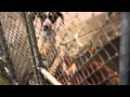 Florence Lauderdale Animal Shelter