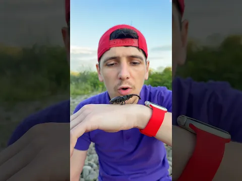 ✅ A guy demonstrates his forest survival skills: He made a mosquito spray 🦟🌳 #bushcraft #camping