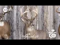 Ben Mears Whitetail Deer Taxidermy