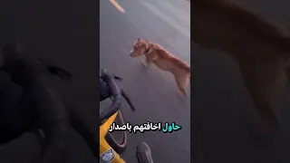 كلاب بيتبول غاضبة طاردته وهو في طريقه لحبيبته     دندنها