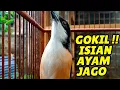Download Lagu GOKIL !!! Cendet Gacor Full Isian, Ada Ayam Jago, Indukan dan Anakannya