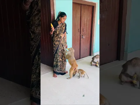 #funny #funniestmoments #monkey #monkeychallenge #cute