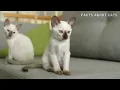 SIAMESE Cat PROS and CONS (MUST-KNOW)