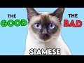 SIAMESE Cat PROS and CONS MUST-KNOW