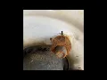 Simple and easy trick to find the torque specs on your trailer lugs