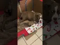 Pitbull giving birth