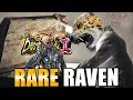 Download Lagu Faced a RARE Godlike RAVEN in Tekken 8 RANKED!