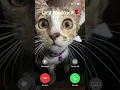 Download Lagu POV ucit nelpon kamu, kira-kira bakal kamu angkat gak nih? | Radio kucing #shorts