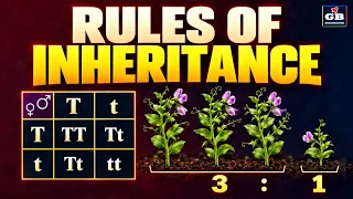 Rules of Inheritance | Mendel’s Monohybrid Cross | Class 10 Biology | GRADEBOOSTER