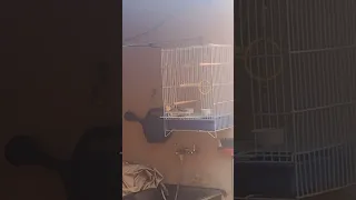 Vídeo Novo Like 👍🏻