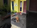 Download Lagu lagu berburu malah ketiduran 🤣 #shortvideo #anjingpemburu #boarhunting #huntingdog