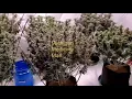 Blue Dream Bruce Banner Strawberry Lemonade grow