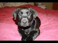 Otter_0001.wmv