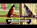 Download Lagu MERBAH JAMBUL BETINA GACOR MANGGIL JANTAN - PANCINGAN AGAR MERBAH JAMBUL RAJIN BUNYI
