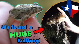 Meet the Frogs of Texas they say everything is bigger they weren t wrong