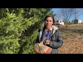 Juniper Berries Part 1: Benefits, Harvesting, & How to Make Juniper-Infused Oil
