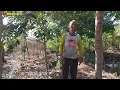 Download Lagu Tak terduga mbah aris petani tele-tele sekarang rajin berkebun dipagi hari sudah nyangkul