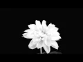 Rocket- Beyoncé ~ slow & reverb