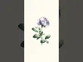 Download Lagu 🌹⁵☆•¹ Pea Family (Fabaceae)