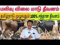 Download Lagu தரமான மாட்டு தீவனம் / தமிழ்நாடு முழுவதும் டெலிவரி #மாடுதீவனம் #cowfeed #மாட்டுபண்ணை #மாடுவளர்ப்பு 
