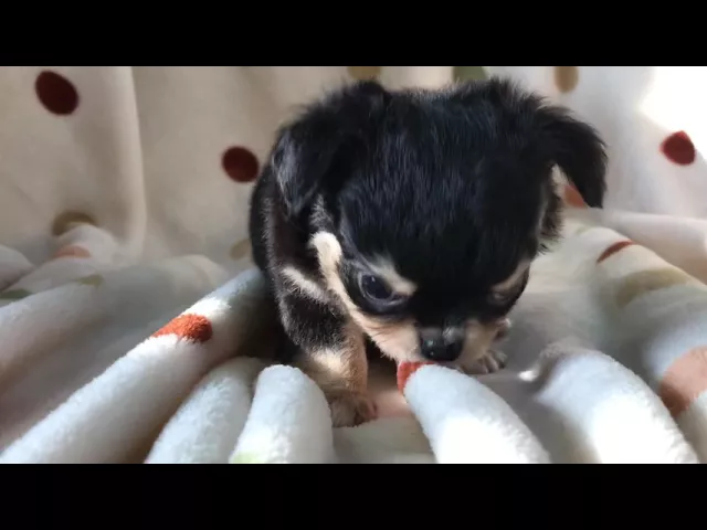 動画