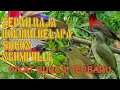 Download Lagu Pikat kolibri kelapa kombinasi sepah raja sangat ampuh😱kolibri lain ikut nempel‼️