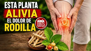 Esta Planta Medicinal Alivia el dolor de rodilla en 4 semanas