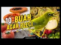Download Lagu 10 Buah-buahan Agar Burung Pleci Cepat Gacor, Kaya Akan Nutrisi dan Manfaat