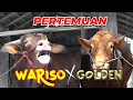 Download Lagu BEGINI REAKSI WARISO MELIHAT GOLDEN !