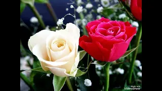 دادي دادي نجم السلمان 