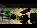 Lagu hits campuran Barat dan Indo enak didengar saat santai (koleksi pribadi)