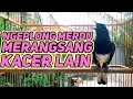 Lagu suara burung kacer ngeplong merdu sangat ampuh buat pancingan kacer bahan bikin cepat gacor