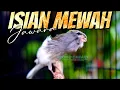 Download Lagu KENARI JAMBUL SUPER MEWAH! MASTERAN KENARI ISIAN BLACKTHROAT GACOR SUARA JERNIH DURASI PANJANG