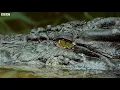 Proboscis Monkeys Leap Into Crocodile-Infested River | BBC Earth