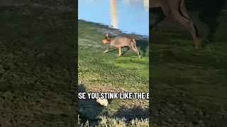 #fyp #dream #doberman #pets #youtube