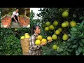 Farm life: Kind man and single mother build farm and harvest the best grapefruit in the countryside.