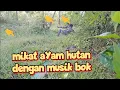 Download Lagu SAYA MIKAT AYAM HUTAN HIJAU DENGAN MP3