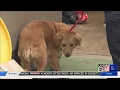 Memphis Animal Services in crisis mode after dozens of animals some dead dropped off at shelter