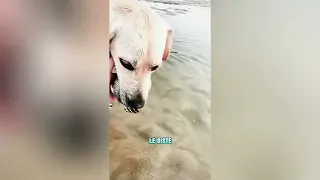 La perra perdió a sus cachorros#funnyshorts #pets #love #cute 