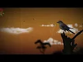 Saahel - Man Chala (Official Lyric Video)