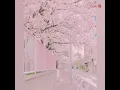 Download Lagu Sakura Sakura aitai yo - RSP ( Myanmar Subtitled)