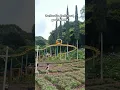 Download Lagu Si Legend dari kota batu Malang➡️ Taman Rekreasi Selecta malang #selecta #batumalang #malang #wisata