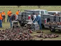 Download Lagu U.S. Farmers Release 9.3 Million Pheasants Into the Wild for Hunters to Take Down This Way